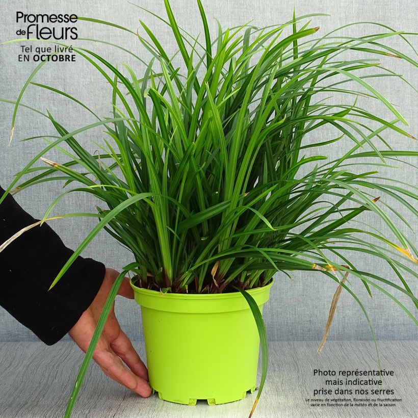 Exemplar von Carex morrowii subsp. foliosissima Irish Green - Japan-Segge Topf mit 2L/3L wie im Herbst geliefert