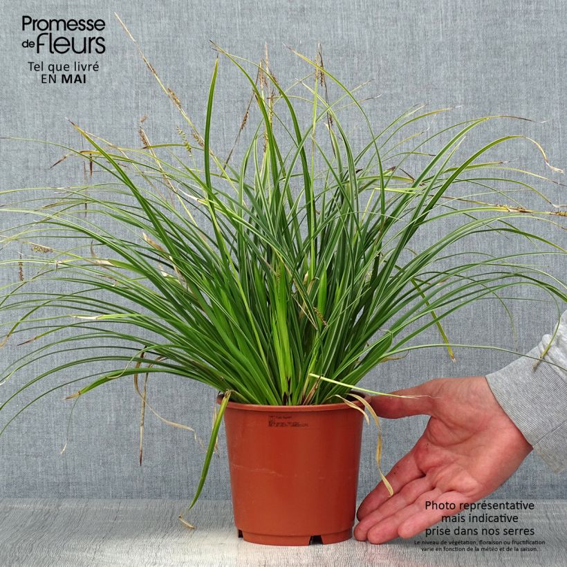 Exemplar von Carex morrowii Variegata - Japan-Segge Topf mit 1L/1,5L wie im Frühjahr geliefert