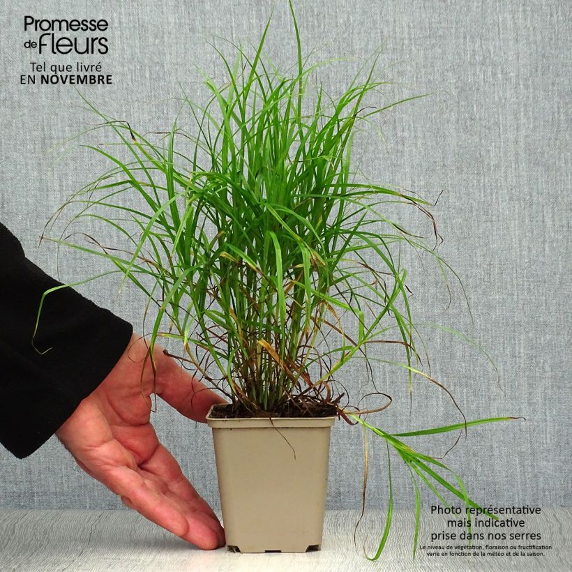 Exemplar von Carex muskingumensis - Palmwedel-Segge Kleine Töpfe von 8/9 cm wie im Herbst geliefert
