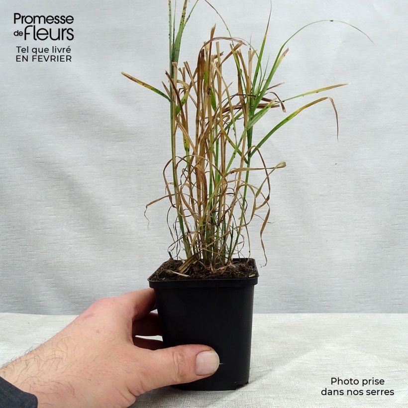 Exemplar von Carex muskingumensis - Palmwedel-Segge Kleine Töpfe von 8/9 cm wie im Winter geliefert