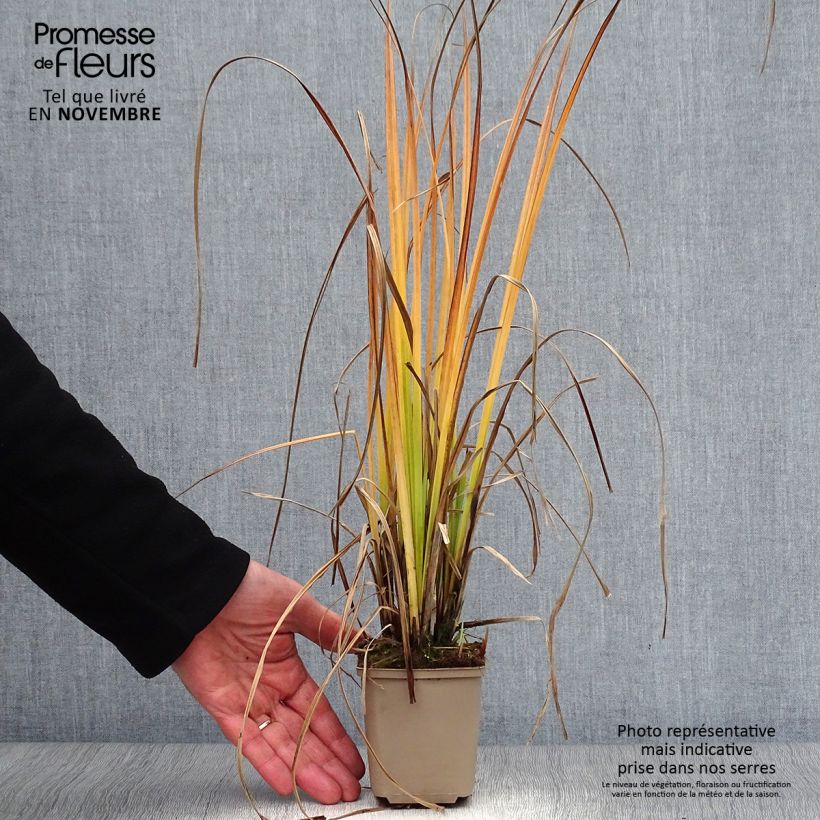 Exemplar von Carex nigra - Kleinblütige Segge Kleine Töpfe von 8/9 cm wie im Herbst geliefert