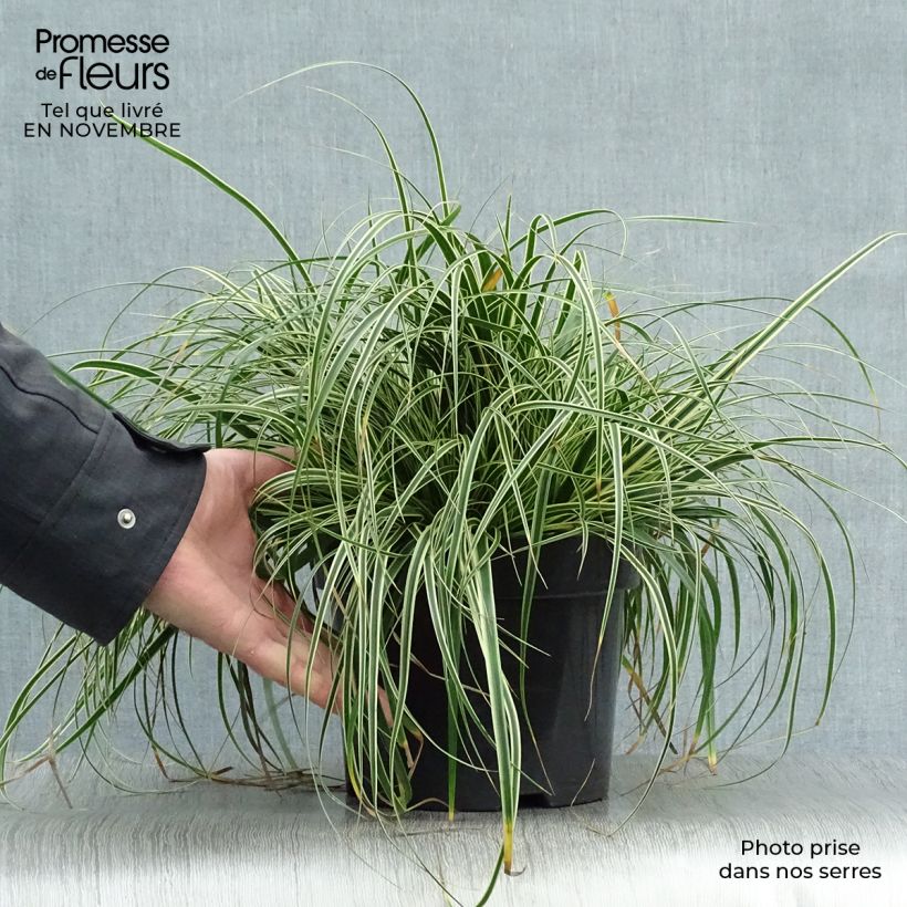 Exemplar von Carex oshimensis Evercream - Oshima-Segge Topf mit 2L/3L wie im Herbst geliefert