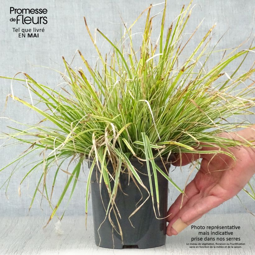Exemplar von Carex oshimensis Everest - Oshima-Segge Topf mit 2L/3L wie im Frühjahr geliefert