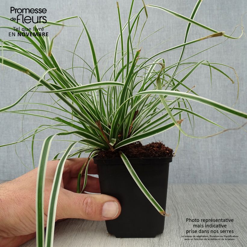 Exemplar von Carex oshimensis Everest - Oshima-Segge Kleine Töpfe von 8/9 cm wie im Herbst geliefert