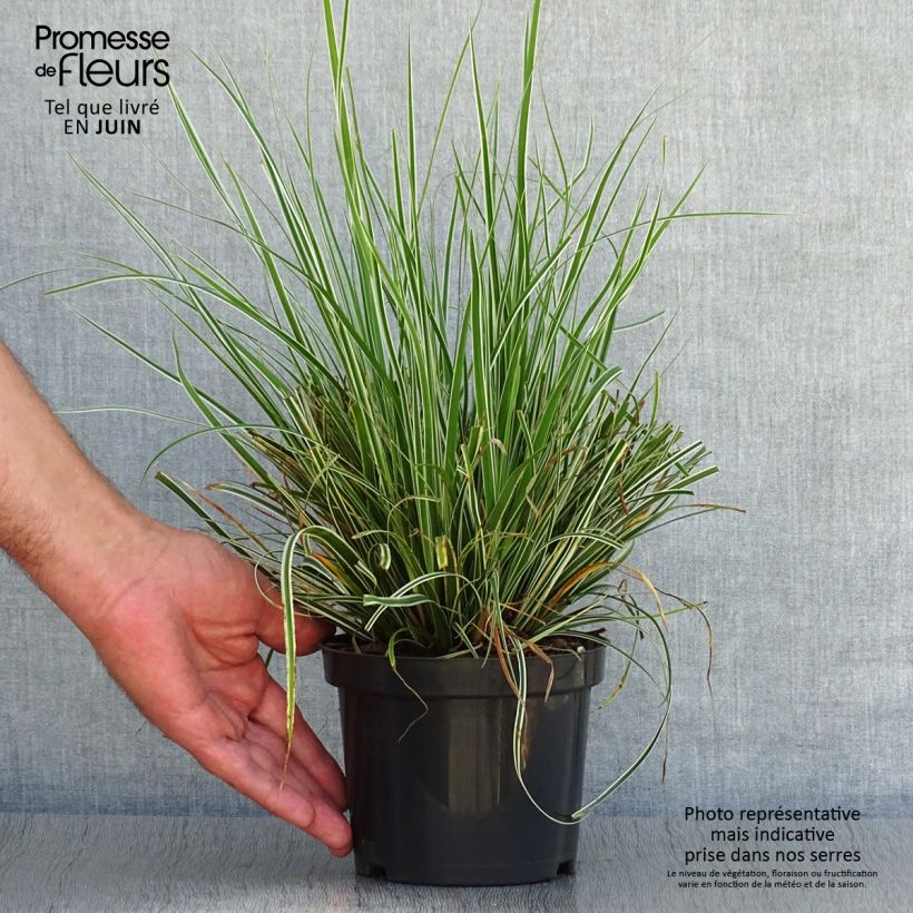 Exemplar von Carex oshimensis Everest - Oshima-Segge Kleine Töpfe von 8/9 cm wie im Sommer geliefert