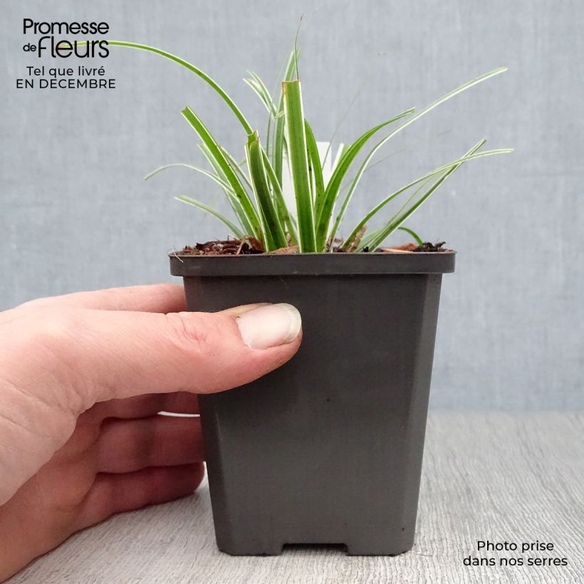 Exemplar von Carex oshimensis Everest - Oshima-Segge Kleine Töpfe von 8/9 cm wie im Winter geliefert