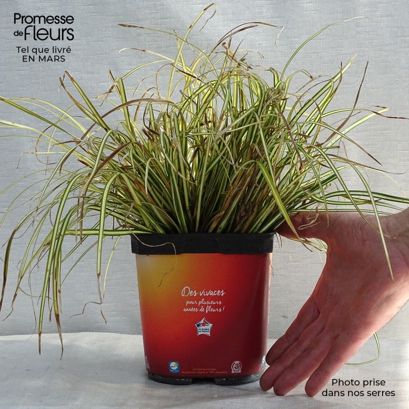 Exemplar von Carex oshimensis Evergold - Oshima-Segge Topf mit 2L/3L wie im Winter geliefert