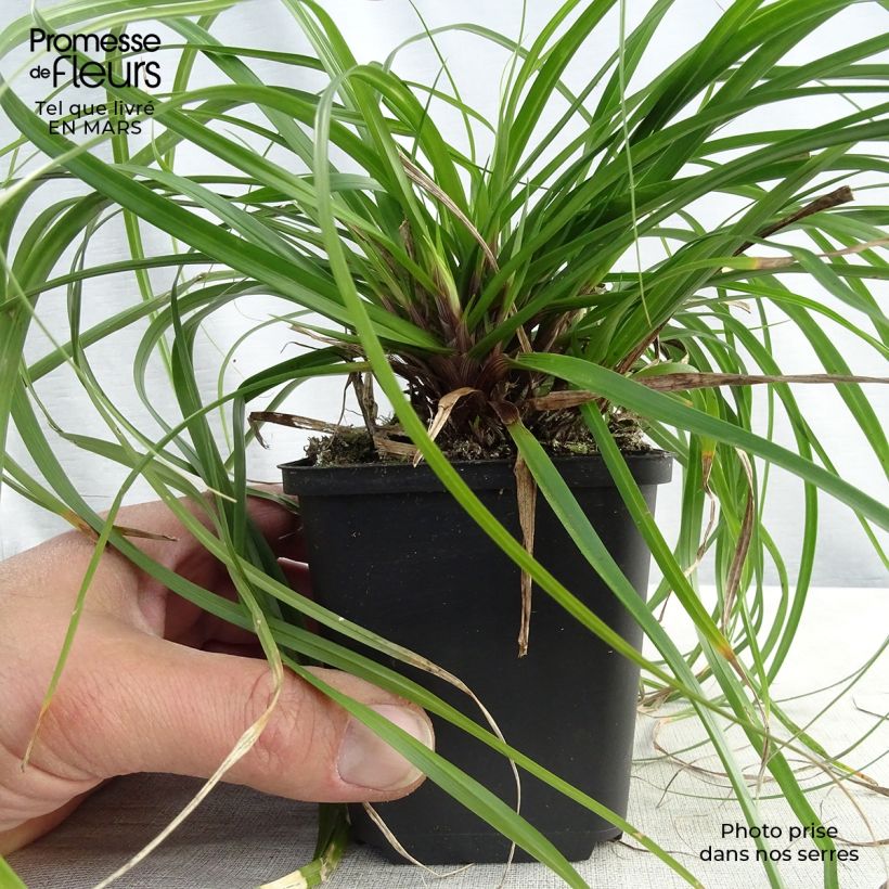 Exemplar von Carex oshimensis Evergreen - Oshima-Segge Kleine Töpfe von 8/9 cm wie im Winter geliefert