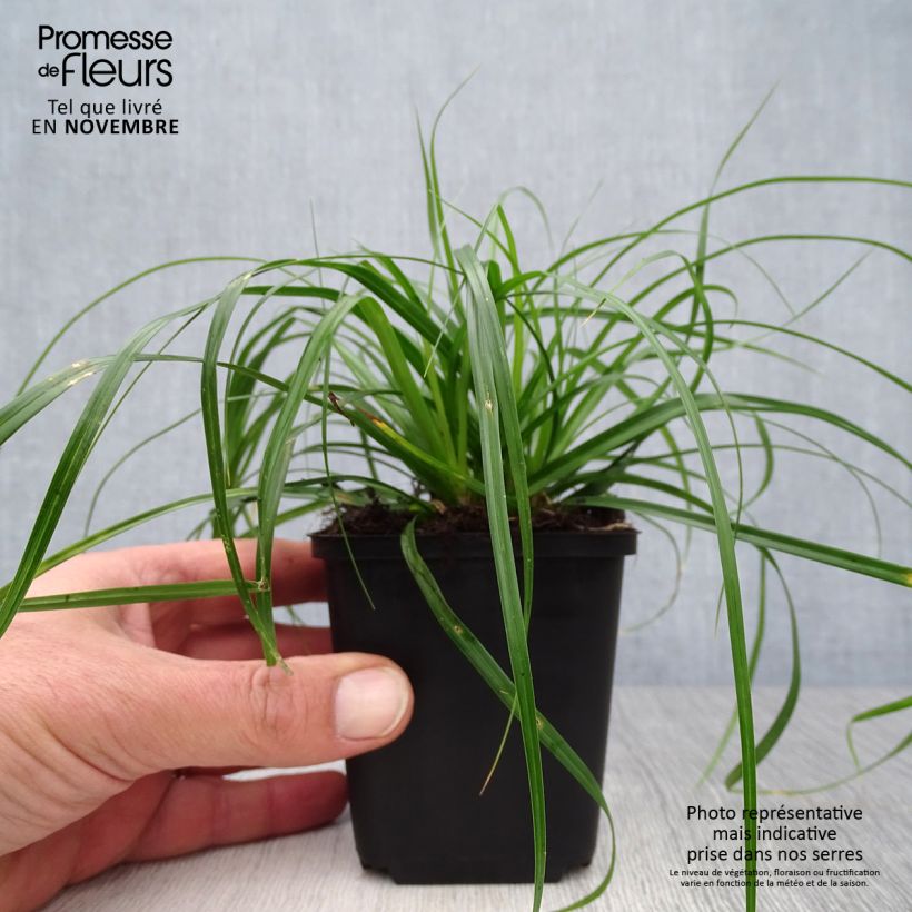 Exemplar von Carex oshimensis Evergreen - Oshima-Segge Kleine Töpfe von 8/9 cm wie im Herbst geliefert
