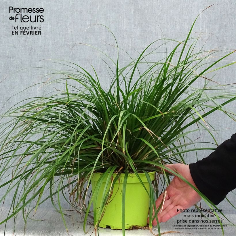 Exemplar von Carex oshimensis Evergreen - Oshima-Segge Topf mit 2L/3L wie im Winter geliefert