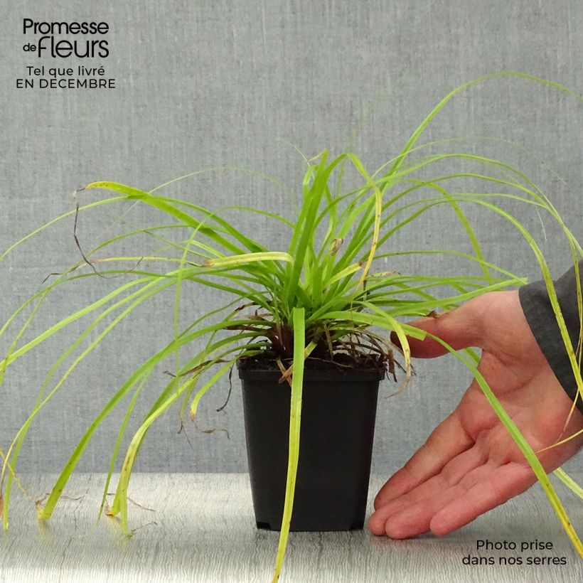 Exemplar von Carex oshimensis Everillo - Oshima-Segge Kleine Töpfe von 8/9 cm wie im Winter geliefert