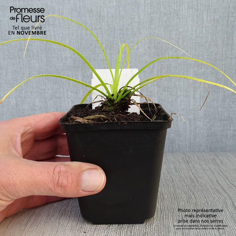 Exemplar von Carex oshimensis Everillo - Oshima-Segge Kleine Töpfe von 8/9 cm wie im Herbst geliefert