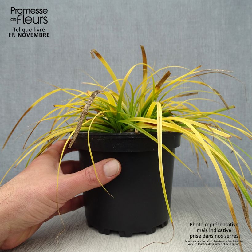 Exemplar von Carex oshimensis Everillo - Oshima-Segge Topf mit 2L/3L wie im Herbst geliefert