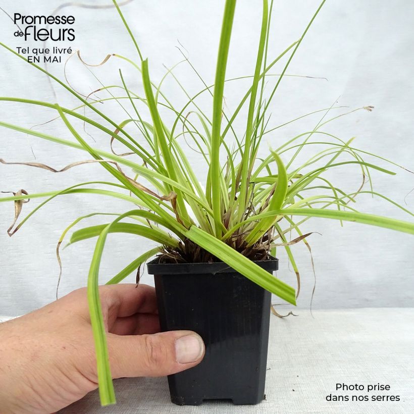 Exemplar von Carex oshimensis EverColor Everlime - Oshima-Segge Kleine Töpfe von 8/9 cm wie im Frühjahr geliefert