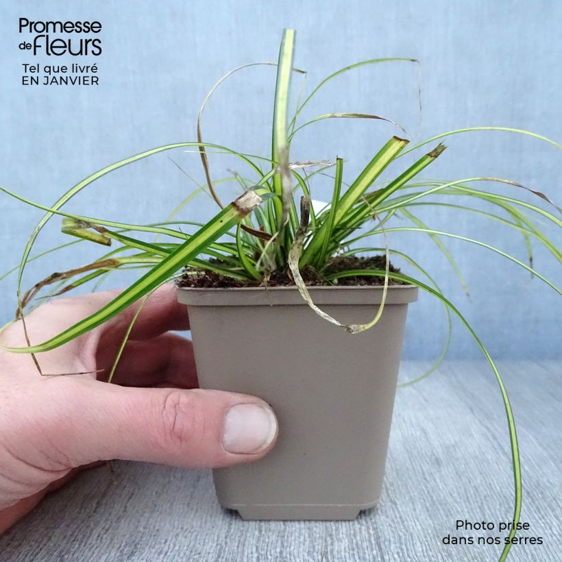 Exemplar von Carex oshimensis EverColor Eversheen - Oshima-Segge Kleine Töpfe von 8/9 cm wie im Winter geliefert