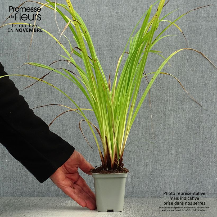 Exemplar von Carex pendula - Hänge-Segge Kleine Töpfe von 8/9 cm wie im Herbst geliefert