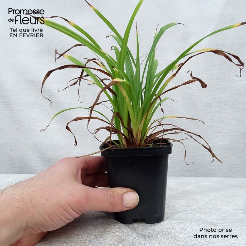 Exemplar von Carex pendula - Hänge-Segge Kleine Töpfe von 8/9 cm wie im Winter geliefert