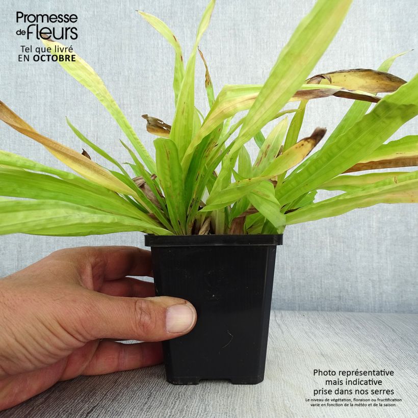 Exemplar von Carex plantaginea - Breitblatt-Segge Kleine Töpfe von 8/9 cm wie im Herbst geliefert