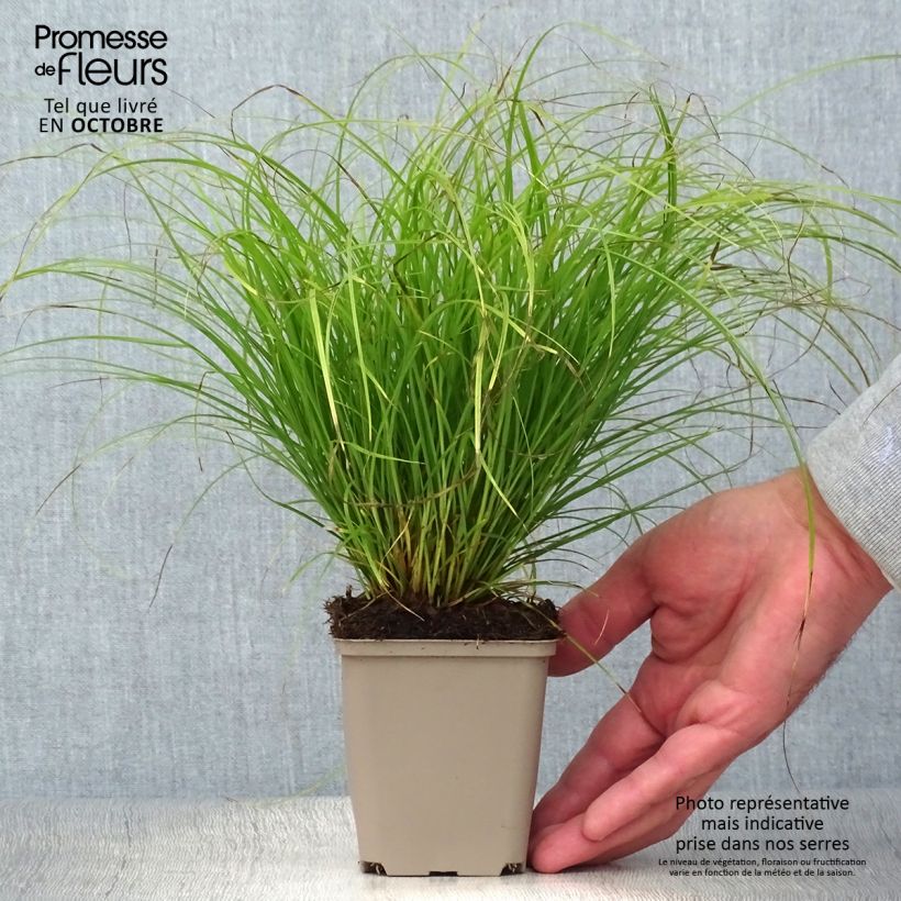 Exemplar von Carex remota - Entferntährige Segge Kleine Töpfe von 8/9 cm wie im Herbst geliefert