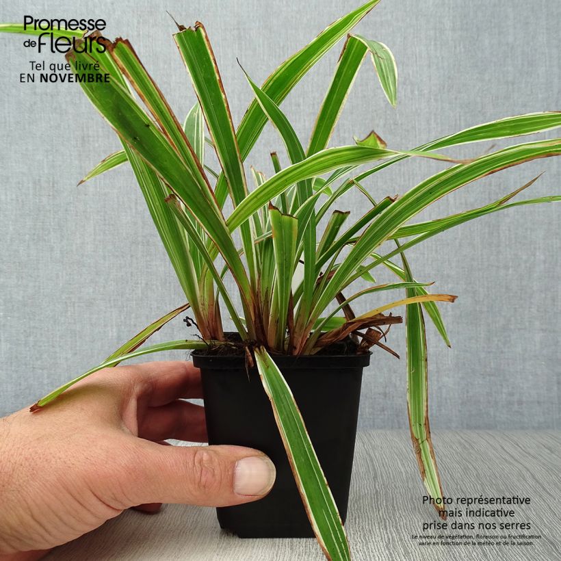 Exemplar von Carex siderosticha Variegata Kleine Töpfe von 8/9 cm wie im Herbst geliefert