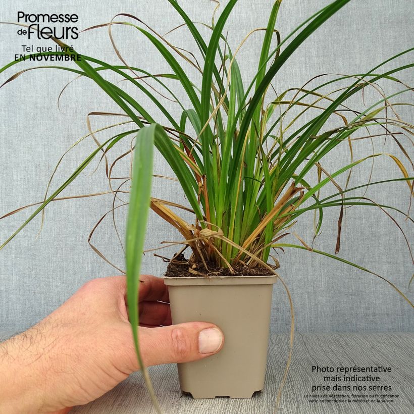Exemplar von Carex sylvatica - Wald-Segge Kleine Töpfe von 8/9 cm wie im Herbst geliefert