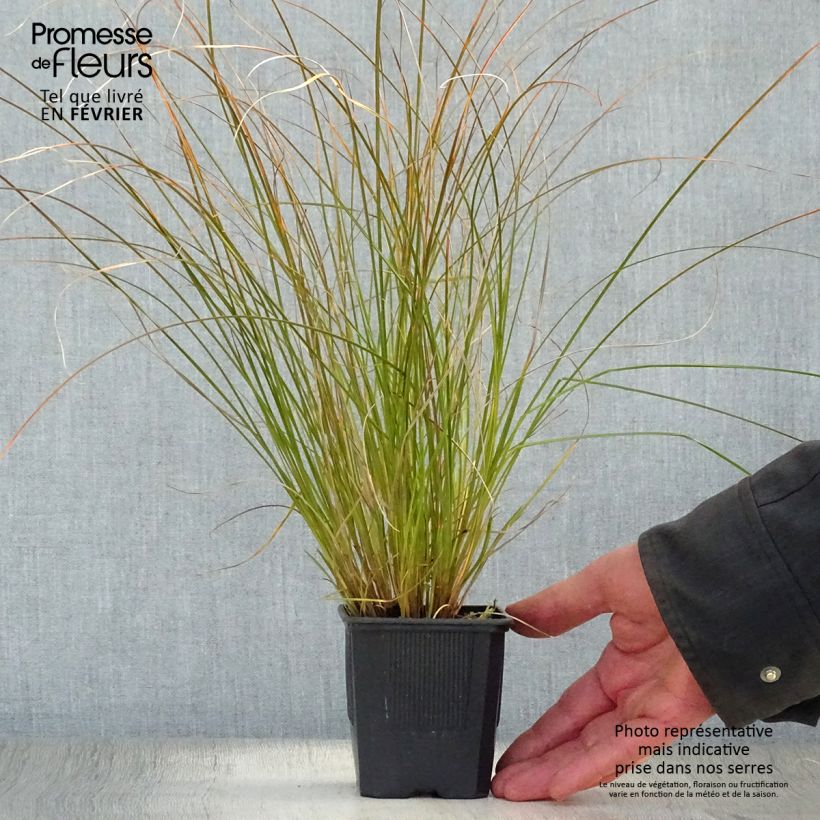 Exemplar von Carex testacea Lime Shine - Orange Segge Kleine Töpfe von 8/9 cm wie im Winter geliefert