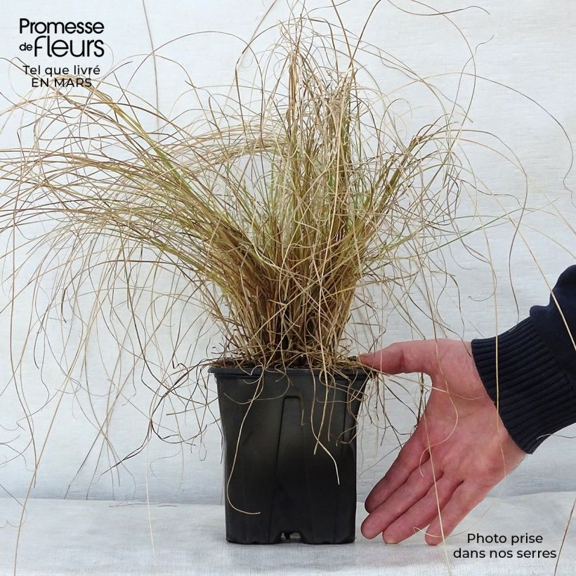 Exemplar von Carex testacea Lime Shine - Orange Segge Topf mit 2L/3L wie im Frühjahr geliefert