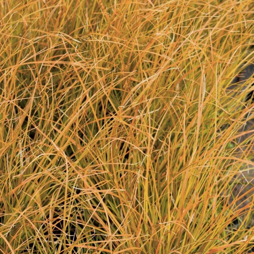 Carex testacea Prairie Fire - Orange Segge (Laub)