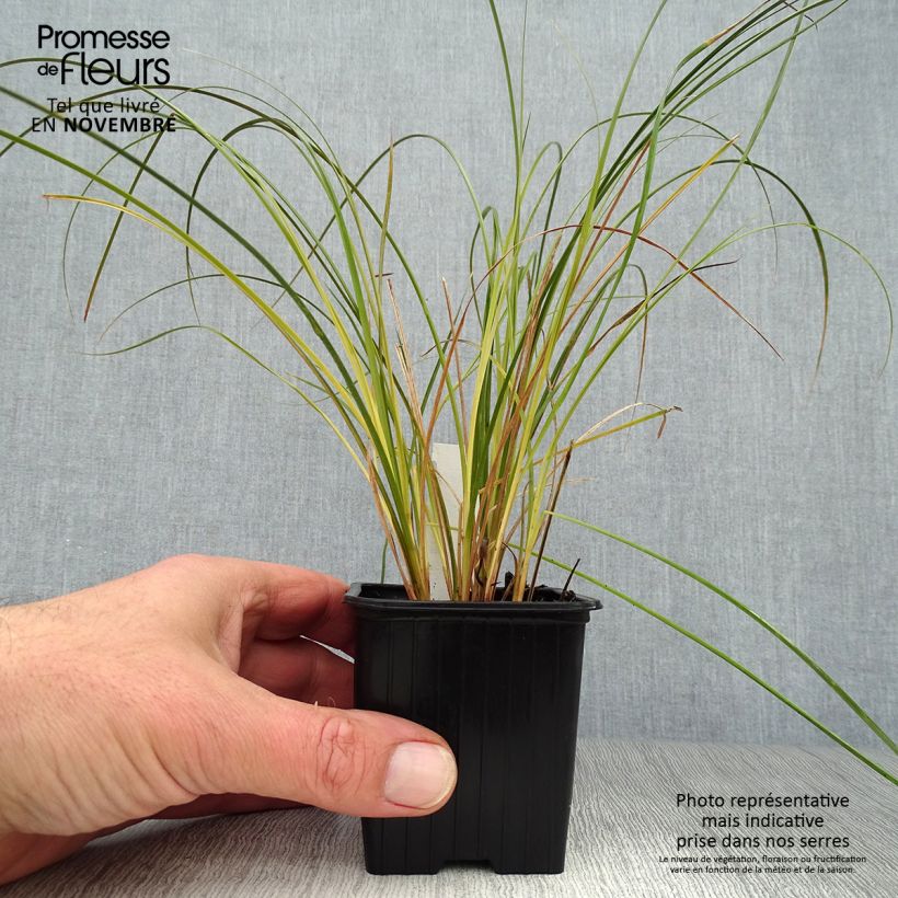 Exemplar von Carex testacea Prairie Fire - Orange Segge Kleine Töpfe von 8/9 cm wie im Herbst geliefert