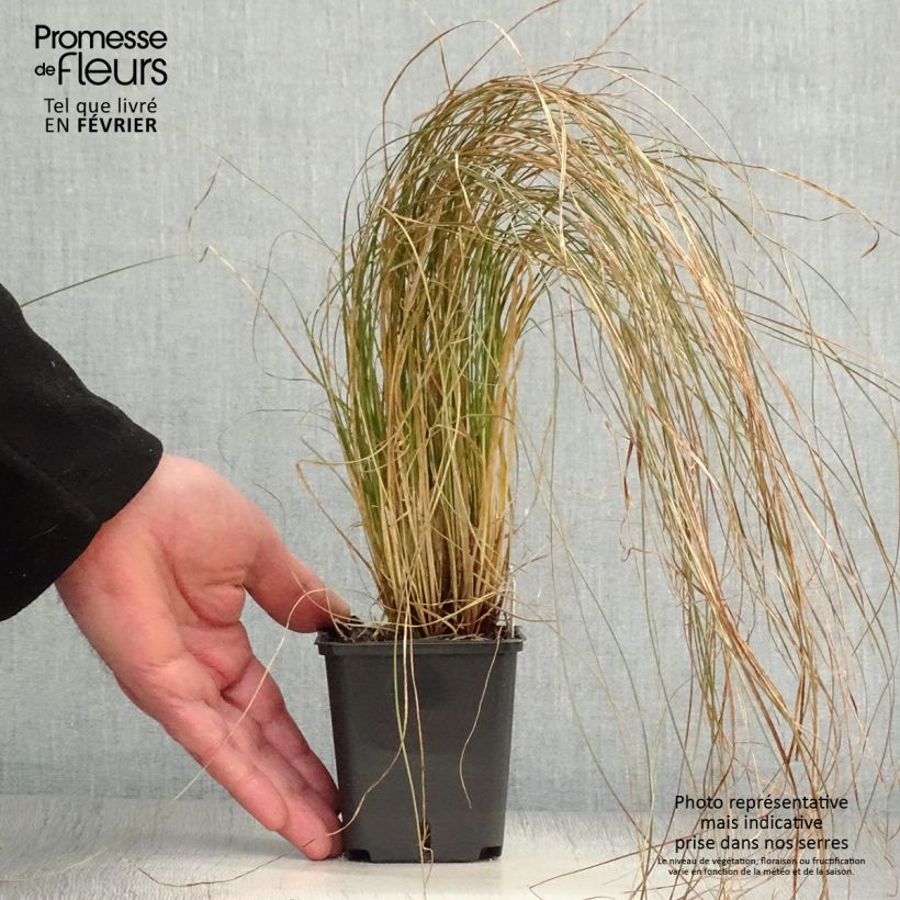 Exemplar&#x20;von&#x20;Carex&#x20;testacea&#x20;Prairie&#x20;Fire&#x20;-&#x20;Orange&#x20;Segge&#x20;Kleine&#x20;T&#xF6;pfe&#x20;von&#x20;8&#x2F;9&#x20;cm&#x20;wie&#x20;im&#x20;Winter&#x20;geliefert