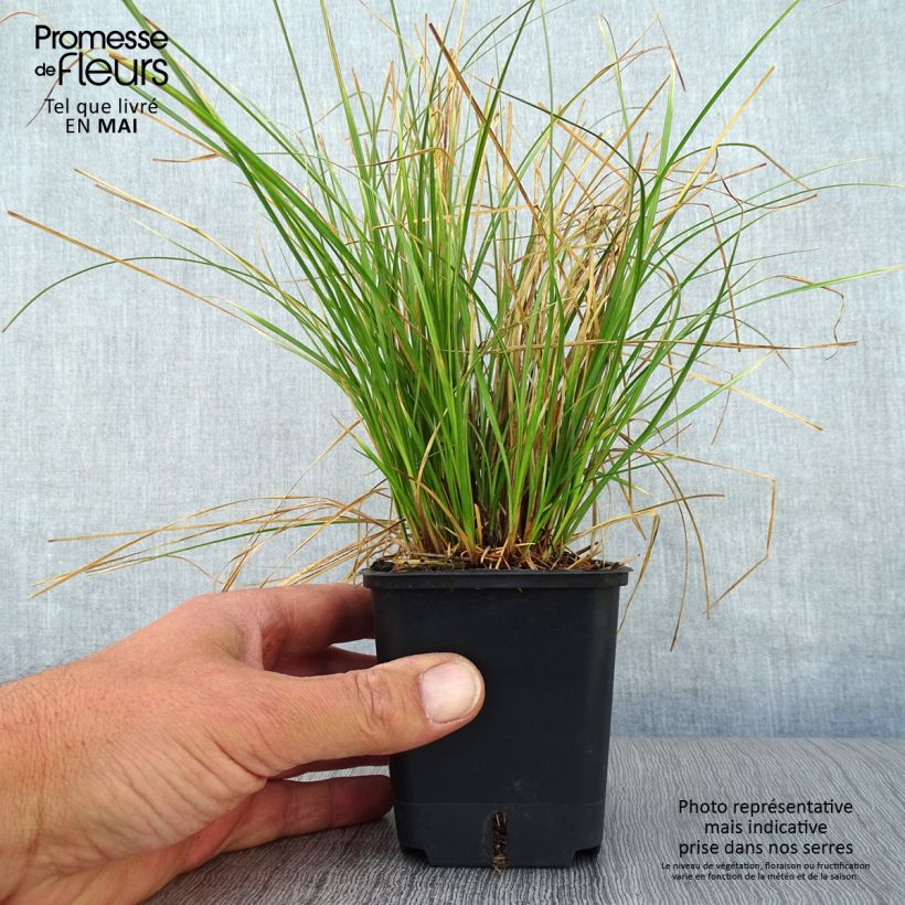 Exemplar von Carex testacea Prairie Fire - Orange Segge Kleine Töpfe von 8/9 cm wie im Frühjahr geliefert
