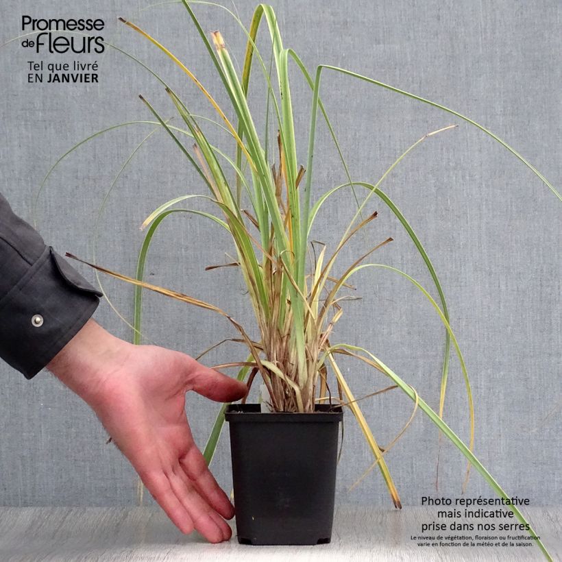 Exemplar von Carex trifida Rekohu Sunrise Kleine Töpfe von 8/9 cm wie im Winter geliefert