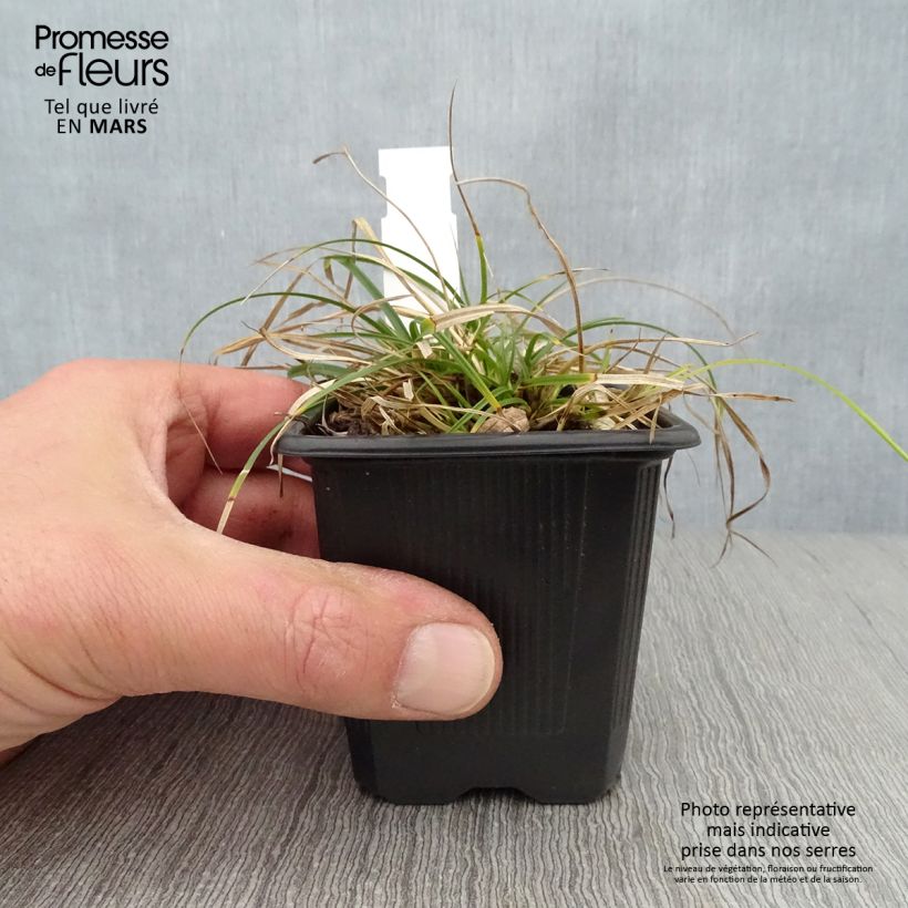 Exemplar von Carex umbrosa - Schatten-Segge Kleine Töpfe von 8/9 cm wie im Frühjahr geliefert
