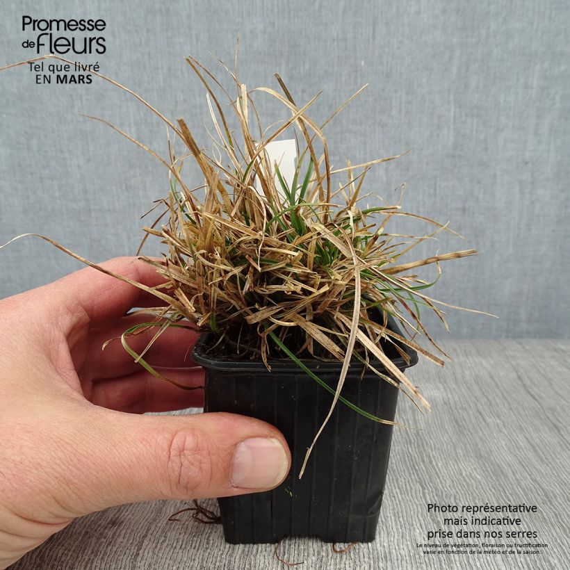 Exemplar von Carex umbrosa - Schatten-Segge Kleine Töpfe von 8/9 cm wie im Winter geliefert
