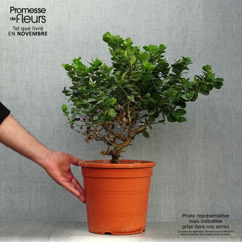 Exemplar von Carissa macrocarpa Topf mit 7,5L/10L wie im Herbst geliefert