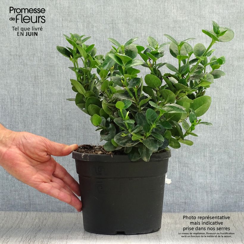Exemplar von Carissa macrocarpa Prostrata Topf mit 3L/4L wie im Sommer geliefert