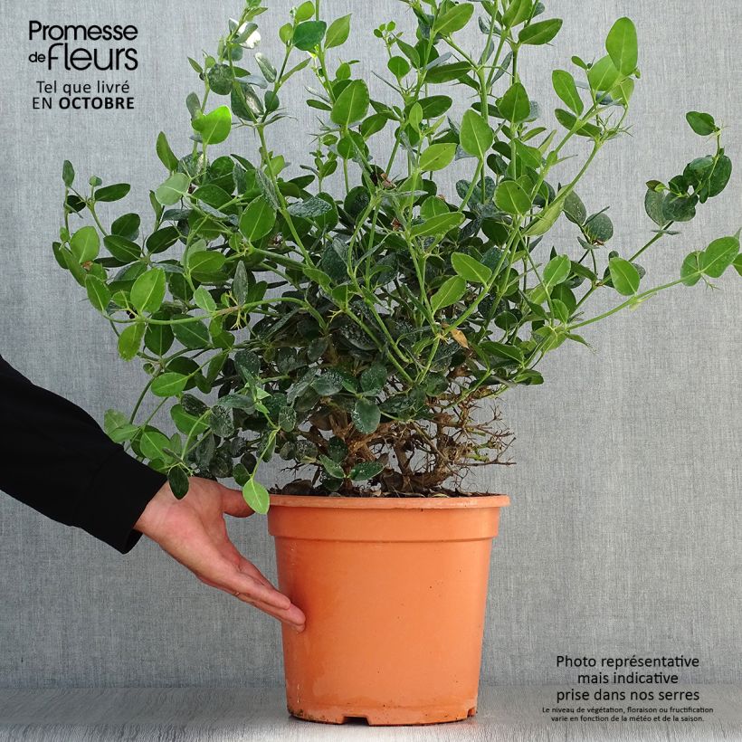 Exemplar von Carissa macrocarpa Prostrata Topf mit 7,5L/10L wie im Herbst geliefert