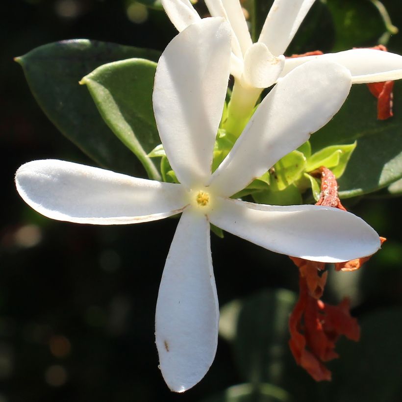 Carissa macrocarpa Prostrata (Blüte)