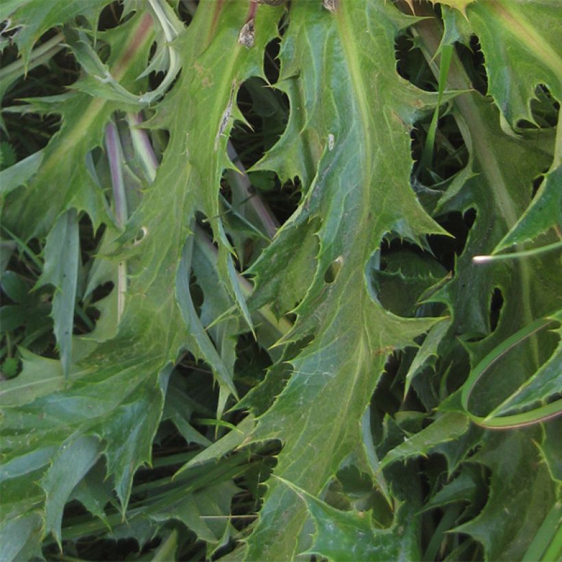 Carlina acanthifolia - Acanthusblättrige Eberwurz (Laub)