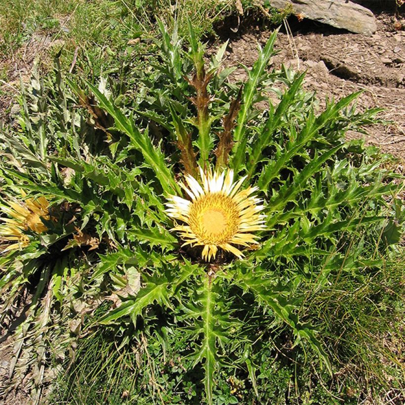 Carlina acanthifolia - Acanthusblättrige Eberwurz (Hafen)