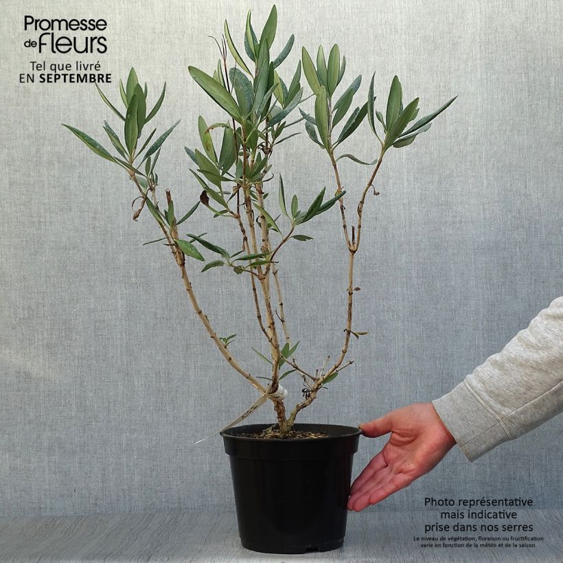 Exemplar von Carpenteria californica Bodnant - Baum-Anemone Topf mit 3L/4L wie im Herbst geliefert