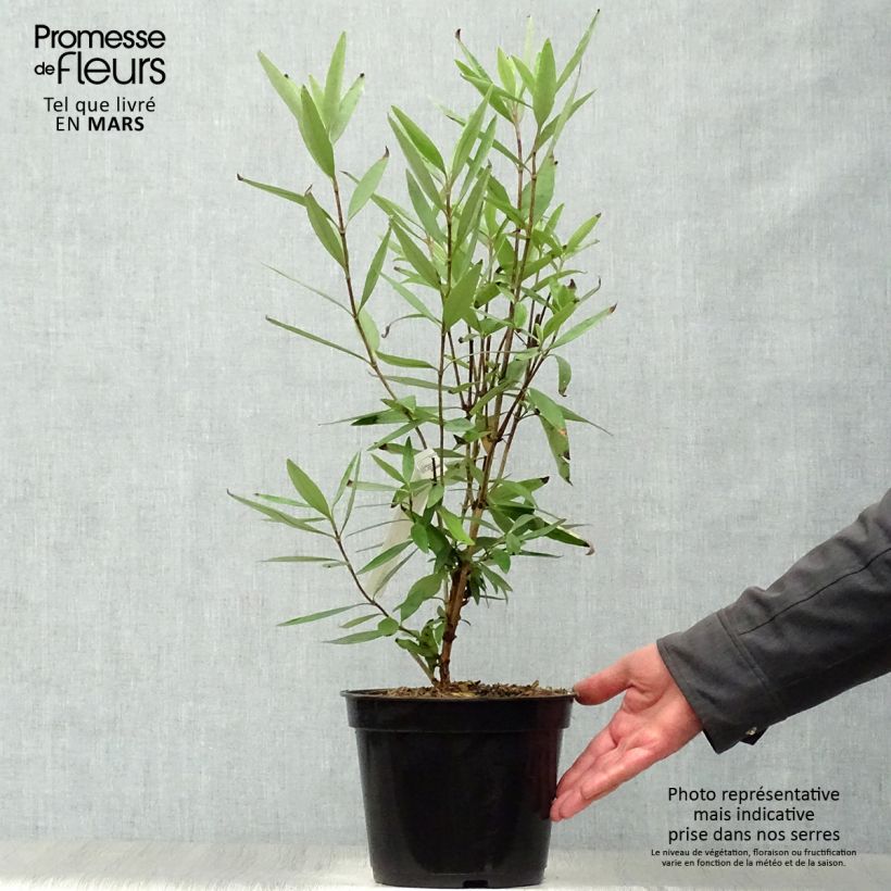 Exemplar von Carpenteria californica - Baum-Anemone Topf mit 3L/4L wie im Frühjahr geliefert