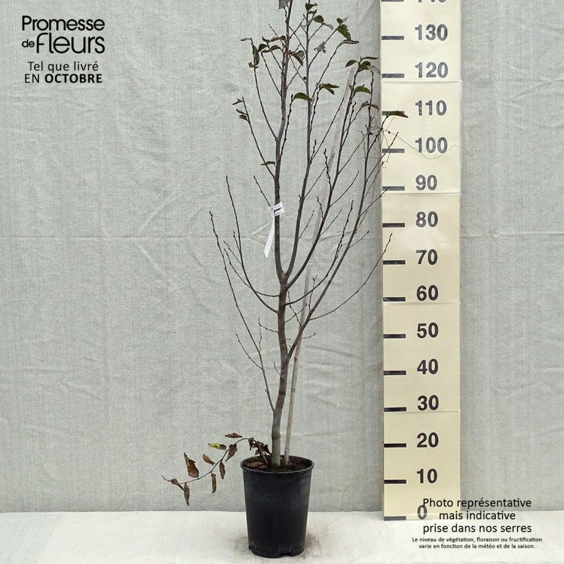 Exemplar von Hainbuche Orange Retz - Carpinus betulus Topf mit 4L/5L wie im Herbst geliefert
