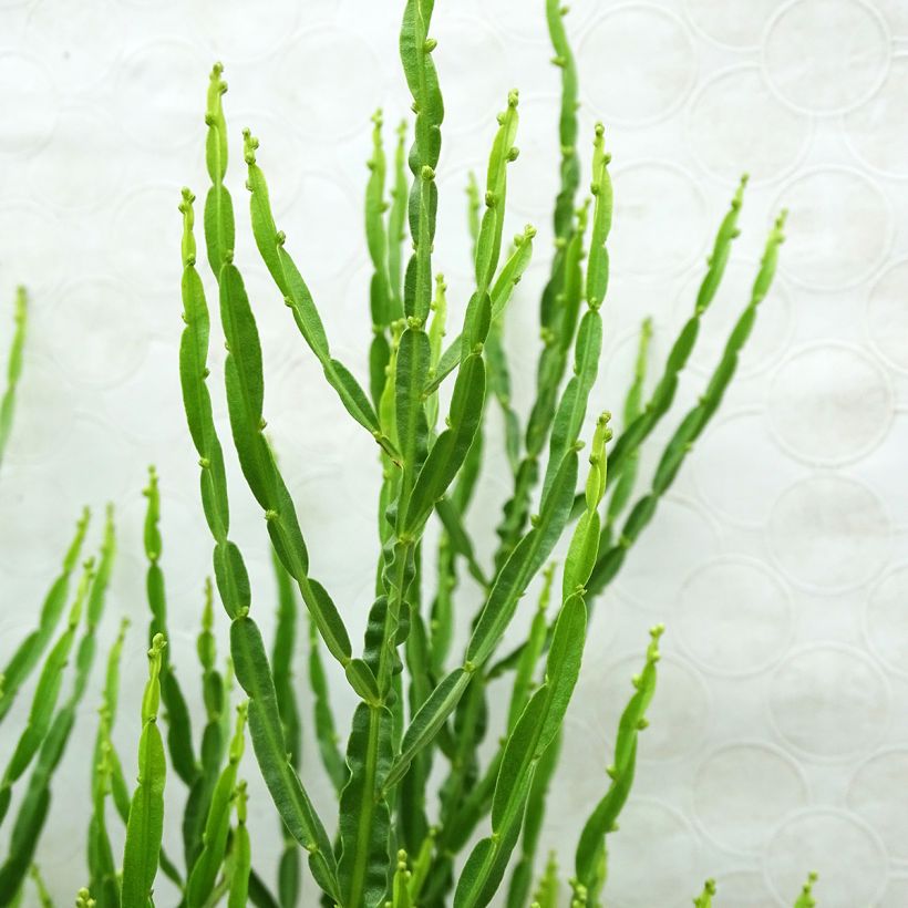 Baccharis genistelloides (Laub)