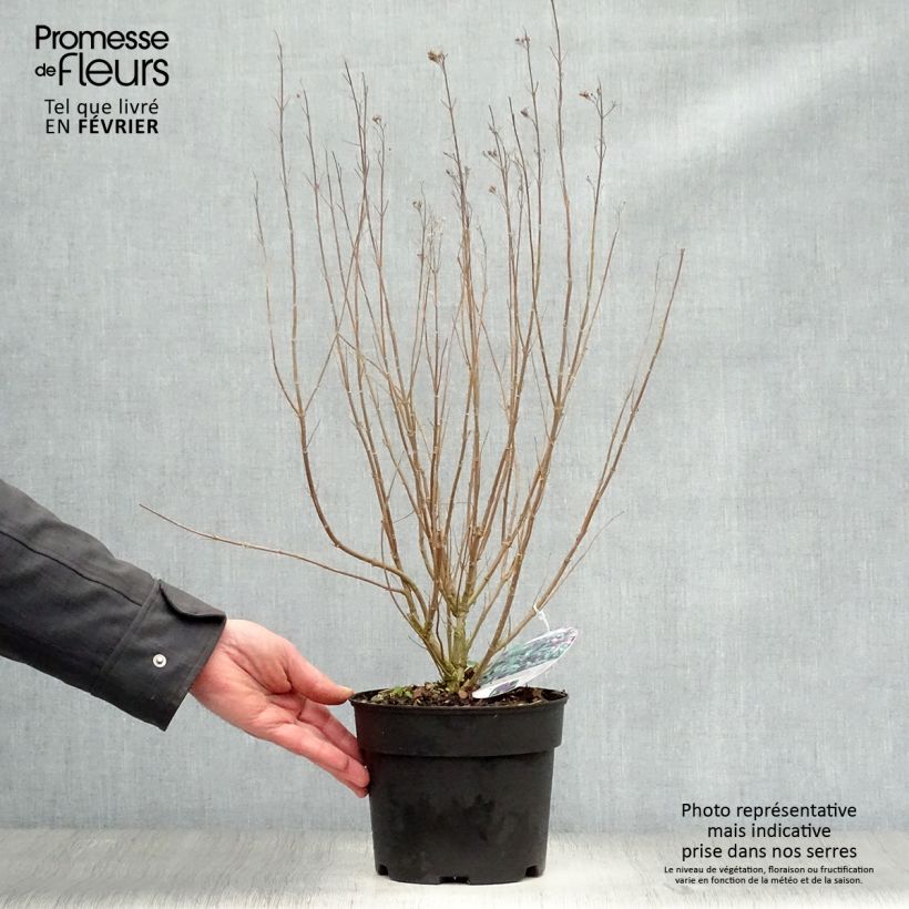 Exemplar von Bartblume Grand Bleu - Caryopteris clandonensis Topf mit 2L/3L wie im Winter geliefert