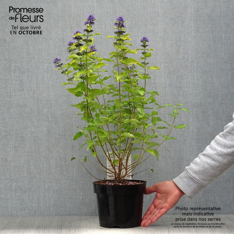 Exemplar von Bartblume Hint of Gold - Caryopteris clandonensis Topf mit 3L/4L wie im Herbst geliefert