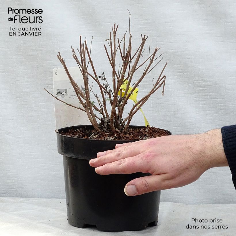 Exemplar von Bartblume Petit Bleu - Caryopteris clandonensis Topf mit 3L/4L wie im Winter geliefert
