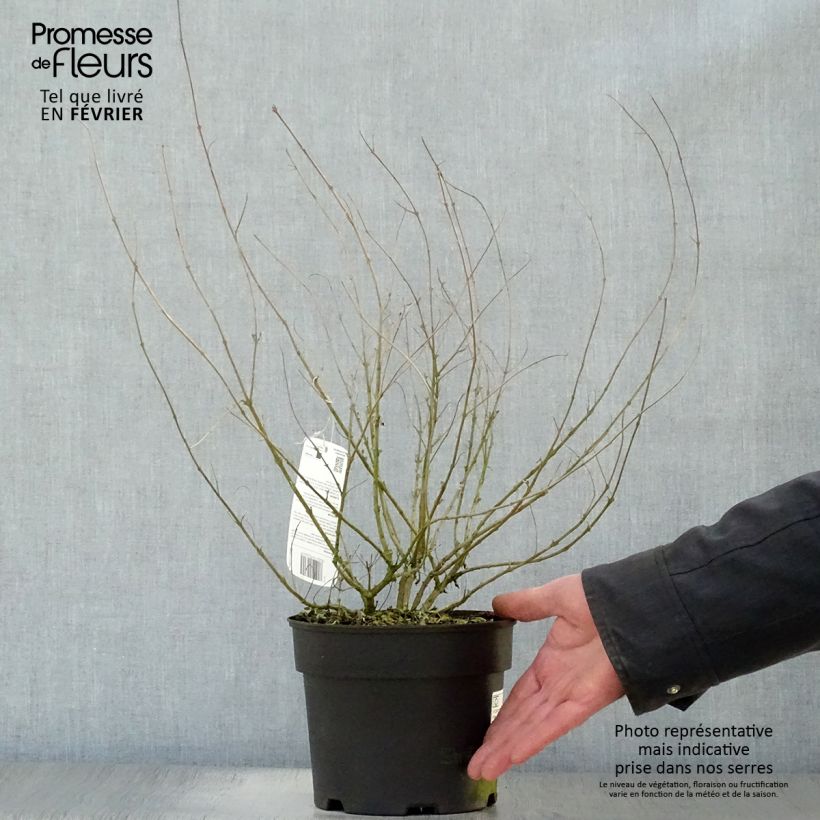 Exemplar von Bartblume Worcester Gold - Caryopteris clandonensis Topf mit 2L/3L wie im Winter geliefert