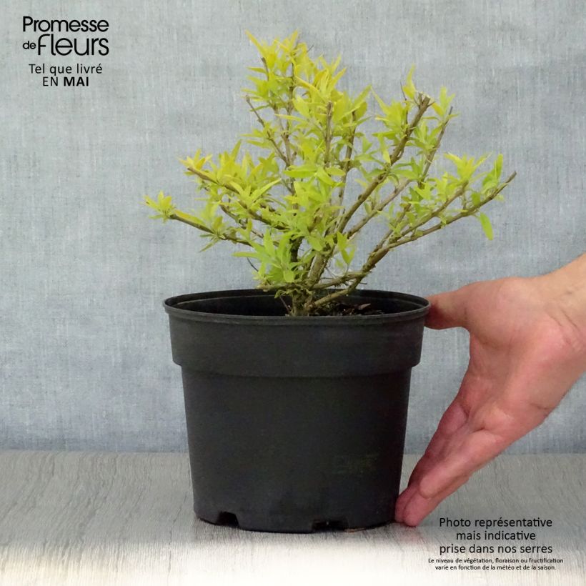 Exemplar von Bartblume Worcester Gold - Caryopteris clandonensis Topf mit 2L/3L wie im Frühjahr geliefert