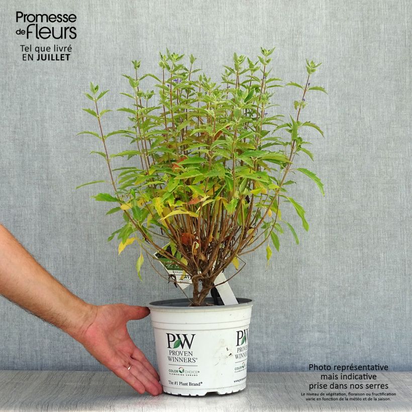 Exemplar von Bartblume Beyond Midnight - Caryopteris clandonensis Topf mit 3L/4L wie im Sommer geliefert